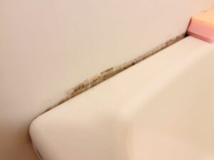 カビが発生している